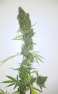 Awa Cobbler — High-CBD cultivar