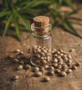 Centennial — Regular CBD Seeds