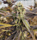 Mando — High CBG Seeds