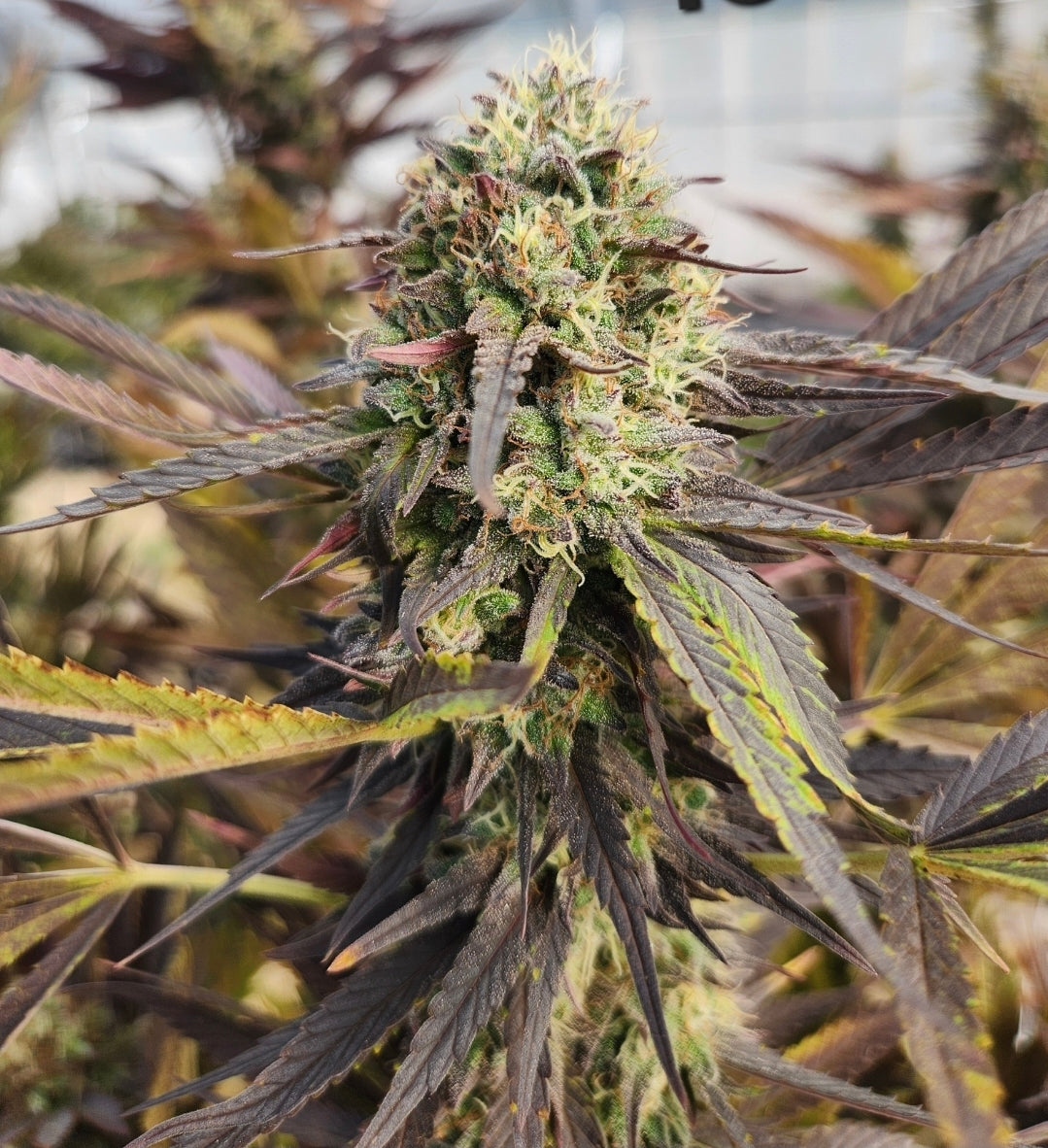 Mando — High CBG Seeds
