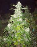 Te Tahi — The One — High CBD Seeds (Our Best Seller)