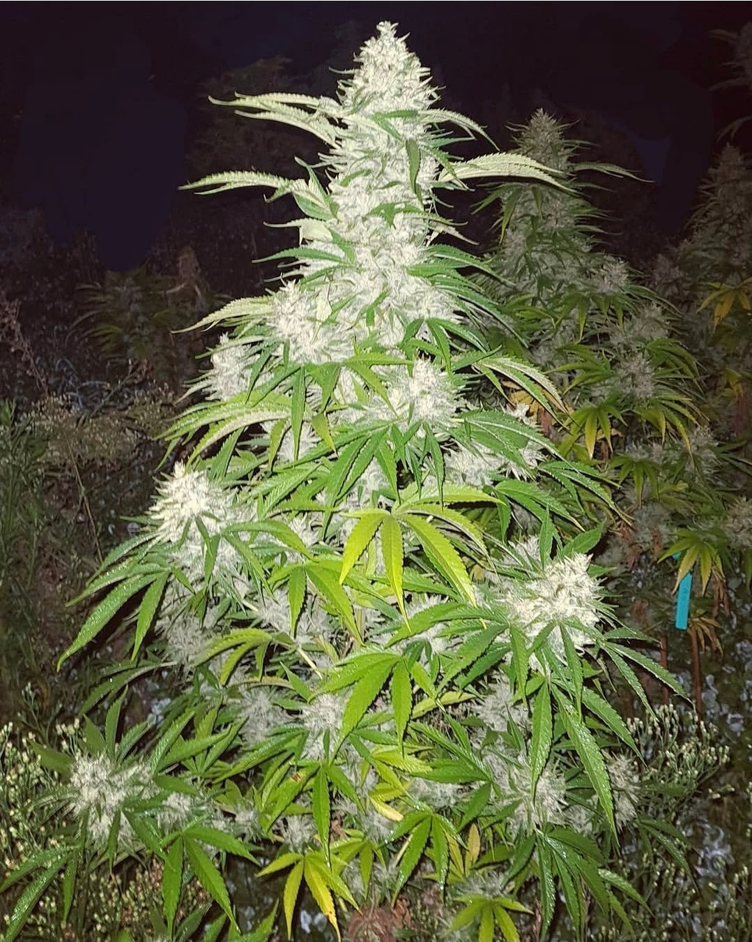 Te Tahi — The One — High CBD Seeds (Our Best Seller)