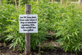 Low THC Hemp Garden Sign on Wooden Stake